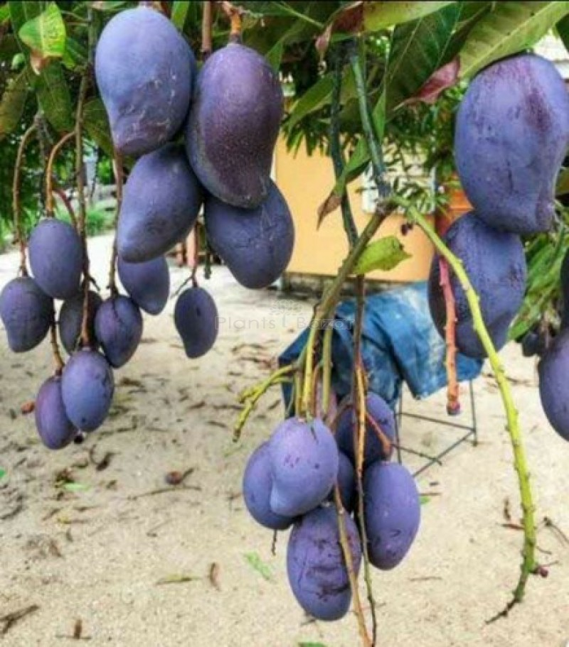 Black Kasturi Mango 4ft